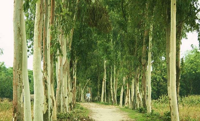 ইউক্যালিপটাস গাছ