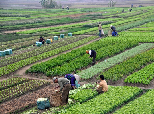 কৃষি জমি