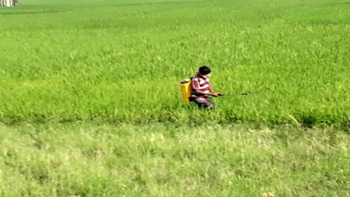 কৃষক