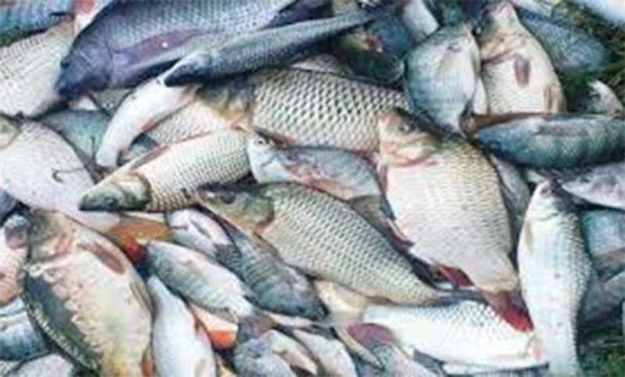 092633fish