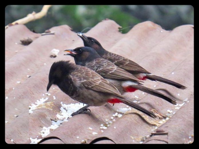 পাখি