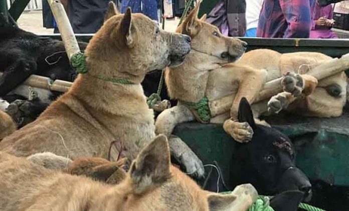 030817Dog_kalerkantho_pic