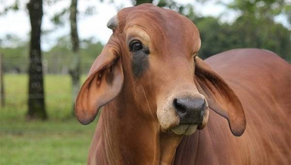 আত্মকথা