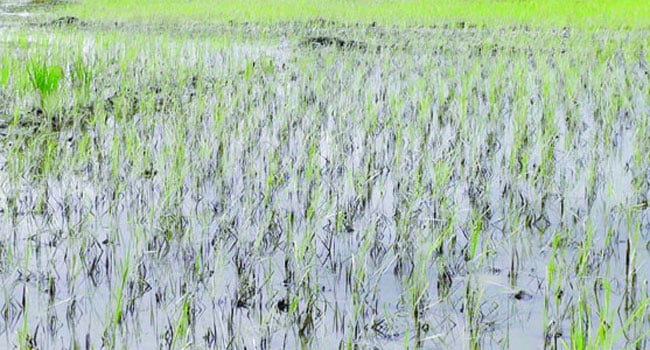 কৃষি