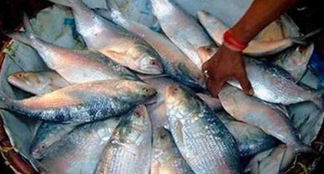 ইলিশ