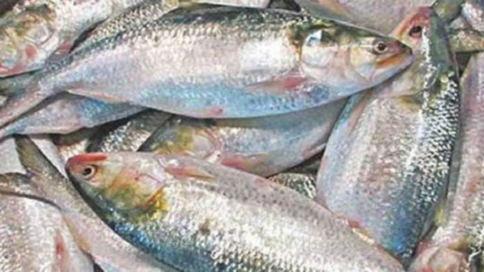 ইলিশ