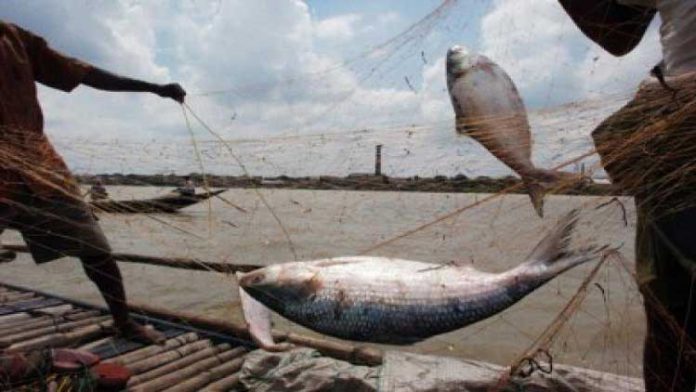 ইলিশ