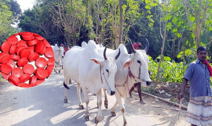 গরু