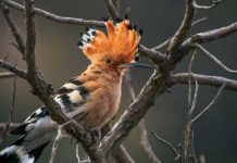 শীত বিদায়ের আগেই সৌদি আরবে ‘হুদহুদ’ পাখির আগমন